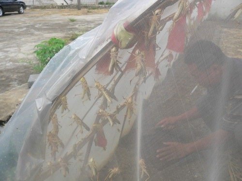 螞蚱養(yǎng)殖網1