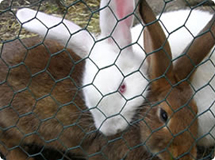 養(yǎng)殖護欄網2