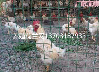 養(yǎng)雞圍欄網(wǎng)