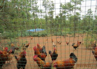 養(yǎng)雞鐵絲網